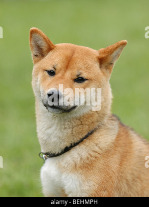 Portrait de chien Shiba Inu dans le jardin Banque D'Images