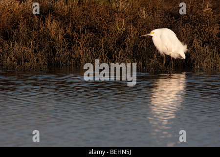 Aigrette neigeuse (Egretta thula), Palo Alto, Californie, préserver Baylands USA Banque D'Images