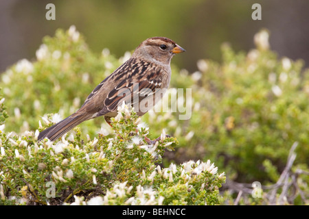 Juvenile Bruant à couronne blanche (Zonotrichia leucophrys), Lagoon Abbotts, Point Reyes National Seashore, California, USA Banque D'Images