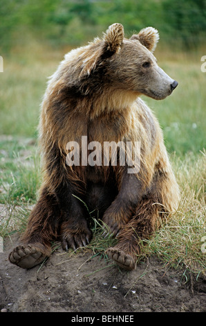 L'ours brun (Ursus arctos) assis, Scandinavie, Suède Banque D'Images