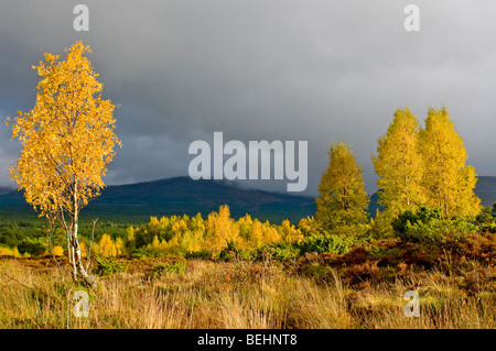 Les bouleaux sur l'automne dans le Parc National de Cairngorms Rothiemurchus Park Aviemore. Highlands écossais 5385 SCO Banque D'Images