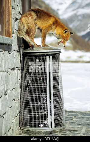 Faim red fox (Vulpes vulpes) infectés par la recherche de la tavelure par l'alimentation à l'inhalation de poubelle dans la neige en hiver Banque D'Images