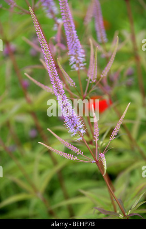 Culver's Root, véronicastre, Culverpsyic, Culver's Physic, racine ou de Bowman, Veronicastrum virginicum 'Blackroot Fascination' Banque D'Images