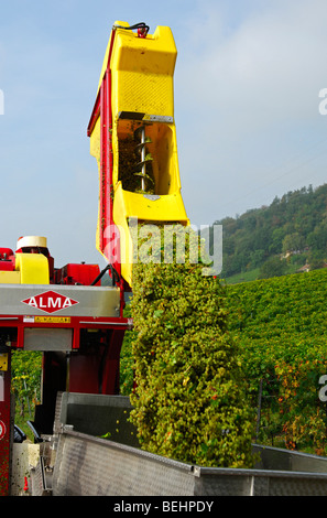 Auto-piloté la vendange machine ALMA Selecta XG 30 hl de décharger la charge sur une unité de transport, Vaud, Suisse Banque D'Images
