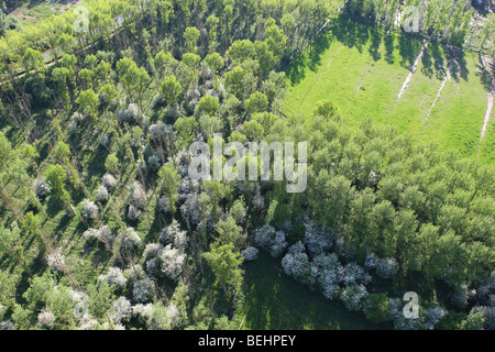 La floraison l'aubépine (Crataegus monogyna) et zone boisée avec les peupliers (Populus sp.) de l'air, Belgique Banque D'Images