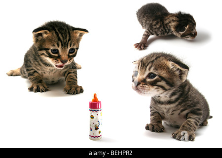 Collage de 3 images d'un chaton curieux une semaine dans diverses poses d'enquête Banque D'Images