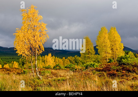 Les bouleaux sur l'automne dans le Parc National de Cairngorms Rothiemurchus Park Aviemore. Highlands écossais 5387 SCO Banque D'Images