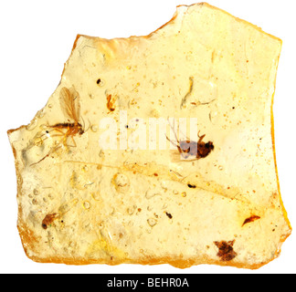 Les insectes conservés dans l'ambre copal de Madagascar - les jeunes Banque D'Images