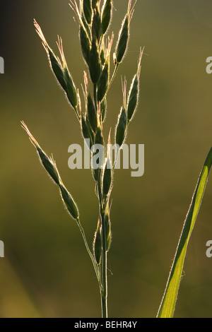 Tall Oat-grass / tall prairie Arrhenatherum elatius (avoine) couverts dans la rosée Banque D'Images