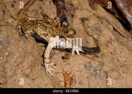 Guardian rugueux, Grenouille Danum Valley, Bornéo Banque D'Images