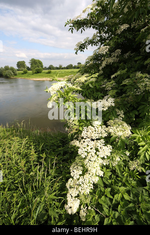 Le sureau noir européen / sureau commun (Sambucus nigra) en fleurs au printemps Banque D'Images