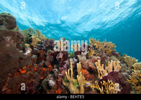 Blade Fire Coral (Millepora complanata) sur un récif tropical, Bonaire, Antilles néerlandaises. Banque D'Images