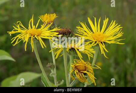 Grande aunée, Inula helenium, Asteraceae Banque D'Images