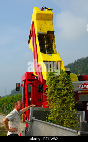 Auto-piloté la vendange machine ALMA Selecta XG 30 hl de décharger la charge sur une unité de transport, Vaud, Suisse Banque D'Images