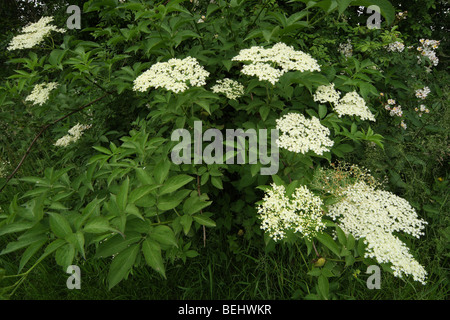 Le sureau noir européen / sureau commun (Sambucus nigra) en fleurs au printemps Banque D'Images