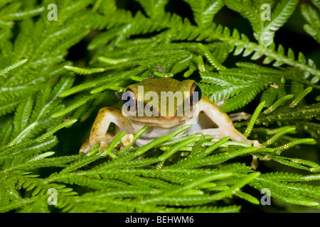 White-lipped Grenouille, Danum Valley Banque D'Images