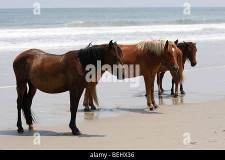 Carova Beach NC : Chevaux sauvages jouent sur la plage, dans la partie nord de l'Outer Banks en Caroline du Nord Banque D'Images