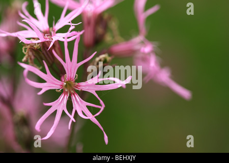 Ragged robin (Silene flos-cuculi / Lychnis flos-cuculi) en fleurs Banque D'Images