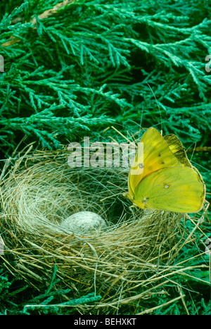 Papillon sur les terres abandonnées guiraca bleu oiseaux nichent avec un œuf de vacher dans elle, Midwest USA Banque D'Images