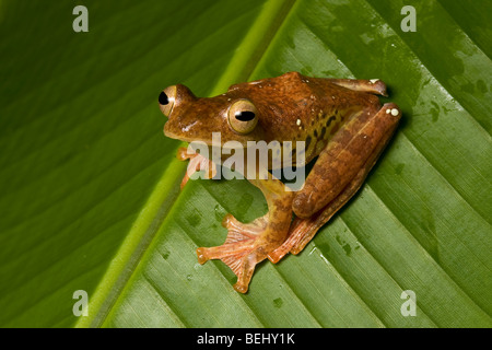 La grenouille Arlequin, Rhacophorus pardalis, Danum Valley, Bornéo Banque D'Images