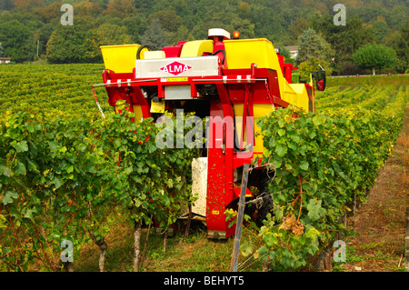 Auto-piloté la vendange machine ALMA Selecta XG 30 HL en action, vue arrière, vignoble La côte, Bursins, Vaud, Suisse Banque D'Images