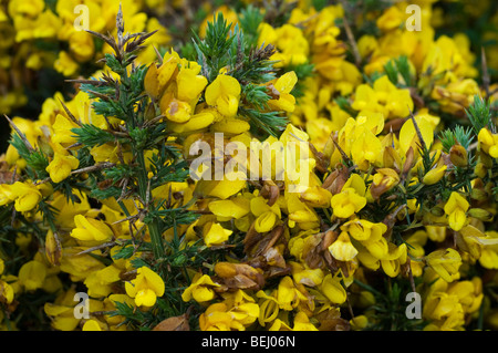 L'ajonc commun (Ulex europaeus) en fleurs, Bretagne, France Banque D'Images