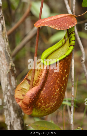 Sarracénie, parc national de Bako, Sarawak, Bornéo Banque D'Images