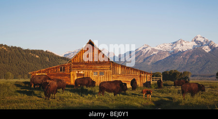 American bison, Bison (Bison bison) troupeau en face de vieille grange en bois et le grand teton range, Antelope Flats, le Grand Teton NP,USA Banque D'Images