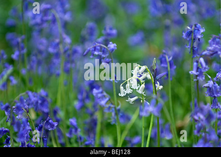 Bluebells (Scilla non-scripta / Endymion) nonscriptus forme blanche variété en fleur parmi les fleurs bleues dans la forêt au printemps Banque D'Images