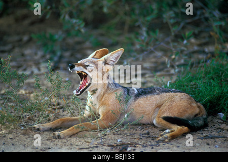 Le bâillement chacal à dos noir (Canis mesomelas) dans le désert de Kalahari, Kgalagadi Transfrontier Park, Afrique du Sud Banque D'Images