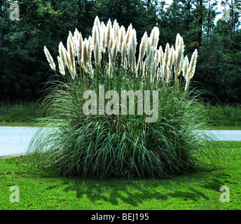 Ornimental pampas grass sur une pelouse verte cour avec arbres sombres en arrière-plan, avec l'usine de tiges lumineuses Banque D'Images