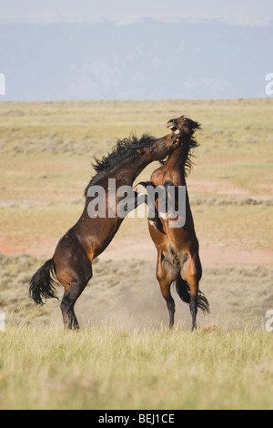 Mustang le Cheval (Equus caballus), etalons combats, Pryor Mountain Gamme Wild Horse, Montana, USA Banque D'Images