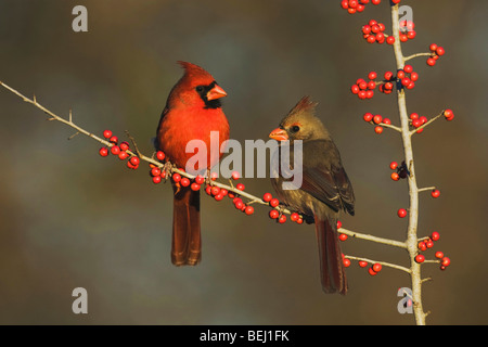 Cardinal rouge (Cardinalis cardinalis), paire de manger Possum Haw houx (Ilex decidua) petits fruits, Bandera, Texas Hill Country, Banque D'Images