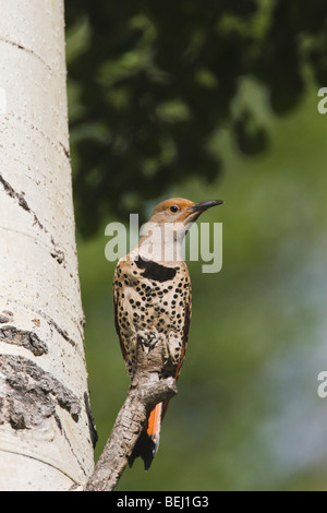 Le Pic flamboyant Colaptes auratus,rouge,-shafted form, homme perché,Rocky Mountain National Park, Colorado, USA Banque D'Images