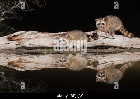 Raton laveur (Procyon lotor), les adultes la nuit on log, Sinton, Corpus Christi, Coastal Bend, Texas, États-Unis Banque D'Images