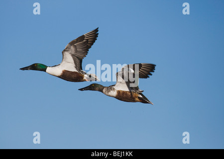 Le Canard souchet (Anas clypeata), des profils et des mâles immatures en vol, Bosque del Apache National Wildlife Refuge , New Mexico Banque D'Images