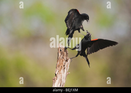 Carouge à épaulettes (Agelaius phoeniceus), les mâles se battre, Sinton, Corpus Christi, Coastal Bend, Texas, États-Unis Banque D'Images