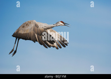 Grue du Canada (Grus canadensis), des profils de vol, Bosque del Apache National Wildlife Refuge , New Mexico, USA, Banque D'Images