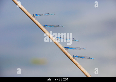 Bluet familiers (Enallagma civile), les mâles perché, Sinton, Corpus Christi, Coastal Bend, Texas, États-Unis Banque D'Images