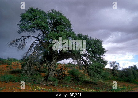 Camelthorn tree (Acacia erioloba) dans le désert de Kalahari durant la saison des pluies, Kgalagadi Transfrontier Park, Afrique du Sud Banque D'Images