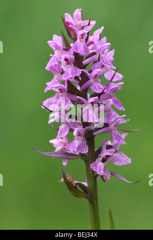 Heath Spotted Orchid / La Lande (Dactylorhiza maculata Spotted Orchid) en fleurs au printemps Banque D'Images