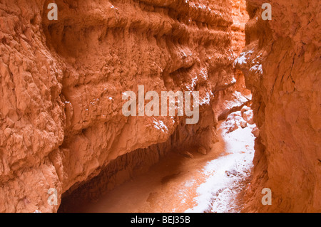 Nouvelle poudre le long de Wall Street, le Parc National de Bryce Canyon, Utah Banque D'Images