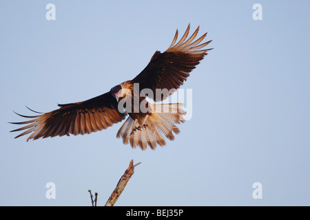 Caracara huppé (Caracara plancus) immatures, l'atterrissage sur bush, Sinton, Corpus Christi, Coastal Bend, Texas, États-Unis Banque D'Images