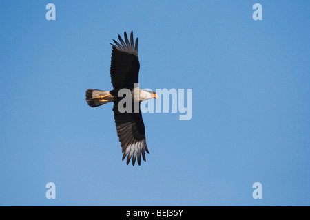 Caracara huppé (Caracara plancus), les adultes en vol, Sinton, Corpus Christi, Coastal Bend, Texas, États-Unis Banque D'Images