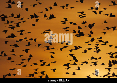 Grand-queue Quiscale bronzé (Quiscalus mexicanus), troupeau au coucher du soleil, soudeur Wildlife Refuge, Sinton, Texas, États-Unis Banque D'Images