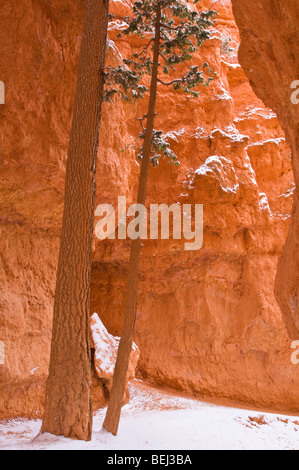 Pins ponderosa et de poudreuse le long de Wall Street, le Parc National de Bryce Canyon, Utah Banque D'Images