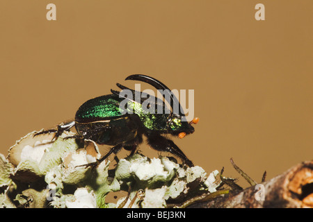 Scarab (arc-en-ciel Phanaeus vindex), mâle adulte, Sinton, Corpus Christi, Coastal Bend, Texas, États-Unis Banque D'Images