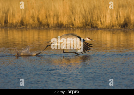 Grue du Canada (Grus canadensis), des profils de décoller, Bosque del Apache National Wildlife Refuge , New Mexico, USA, Banque D'Images