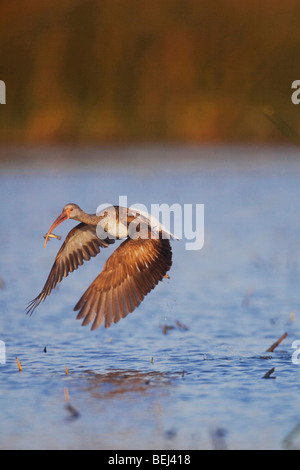 Ibis blanc (Eudocimus albus), immatures avec des poissons proies, Sinton, Corpus Christi, Coastal Bend, Texas, États-Unis Banque D'Images