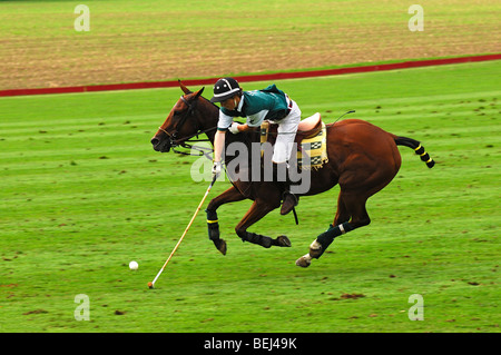 Polo player conduire la boule avec le maillet en plein galop Banque D'Images